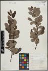 Foto von Salix appendiculata Vill. x Salix aurita L.